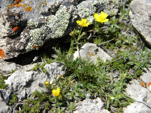 Featherleaf Cinquefoil