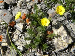 Sheep Cinquefoil thumbnail 4