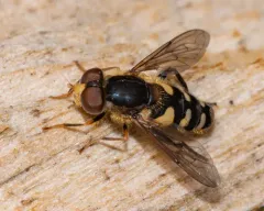 Black-legged Bog Fly thumbnail 4
