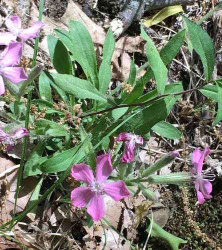 Wild Pink