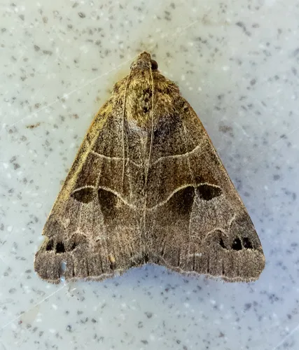Drasteria edwardsii