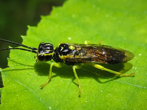 Viburnum Web-spinning Sawfly