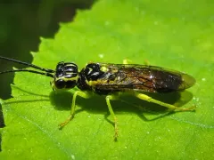 Viburnum Web-spinning Sawfly thumbnail 1