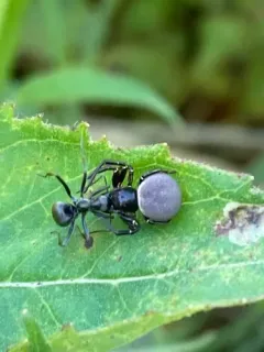 Xysticus alboniger thumbnail 4