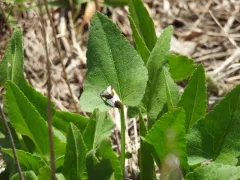 Cream-winged Bird-dropping Moth thumbnail 1
