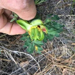 Brown's Peony thumbnail 1