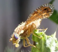Paracantha gentilis thumbnail 4