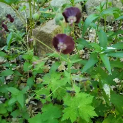 Dusky Crane's-bill thumbnail 3