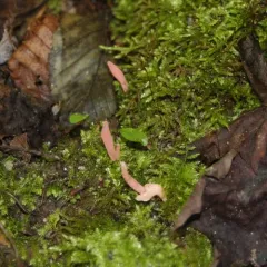 Rose Spindles thumbnail 3