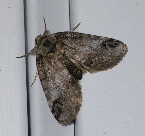 Sleeping Baileya Moth