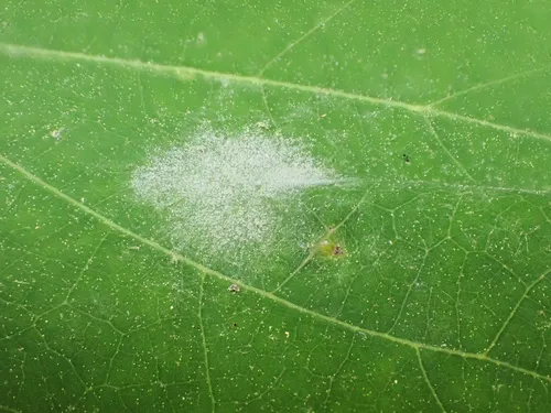 Erysiphe extensa