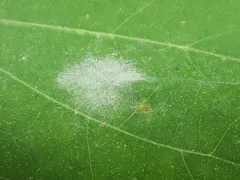 Erysiphe extensa thumbnail 1