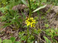 Nemophora bellela thumbnail 4