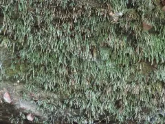Norway bryoxiphium moss thumbnail 2