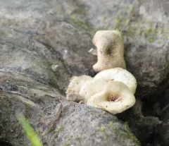 Tiger Sawgill thumbnail 3