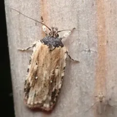 Beggartick Leaffolder Moth thumbnail 2