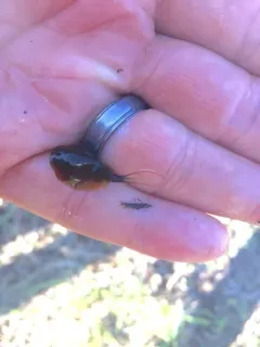 Coues Tadpole Shrimp thumbnail 2