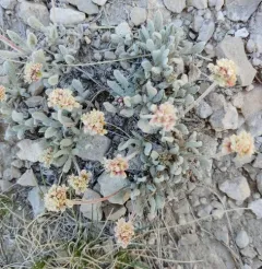 Imperfect Buckwheat thumbnail 4