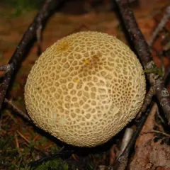 common earthball thumbnail 5