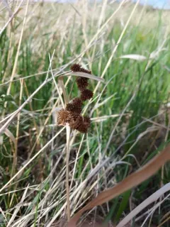 Pale Bulrush thumbnail 3
