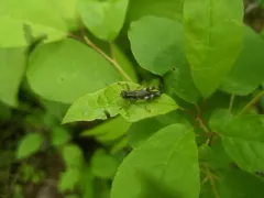 Hebard's Green-legged Grasshopper thumbnail 3