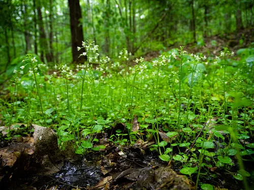 American Bittercress