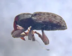 Pachytychius haematocephalus thumbnail 3