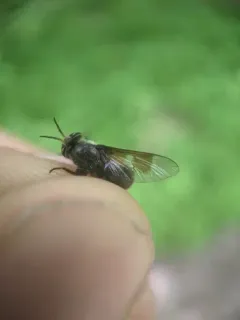 Chrysops cuclux thumbnail 2