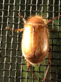 Phyllophaga tristis thumbnail 3