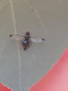 Pseudoseioptera albipes thumbnail 2
