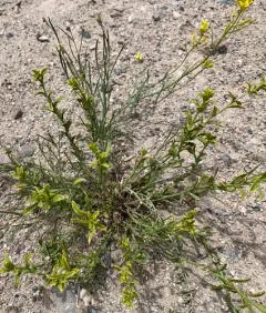 flaxleaf plainsmustard thumbnail 2