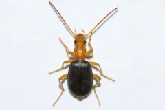 Brachinus janthinipennis thumbnail 1