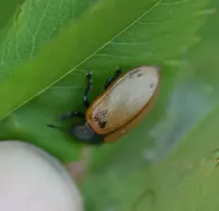 Aspen Leaf Beetle thumbnail 3