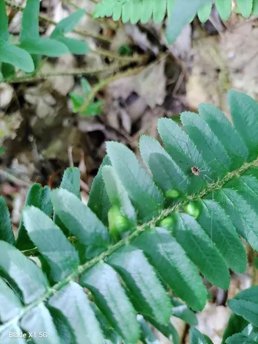 Christmas fern leaf curl