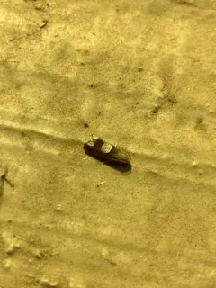 Epiblema boxcana thumbnail 4