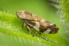 Meadow Spittlebug thumbnail 5