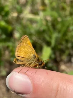 Mardon Skipper thumbnail 3