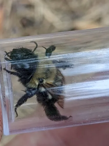 Blueberry Digger Bee