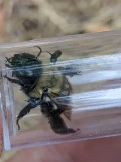 Blueberry Digger Bee thumbnail 1