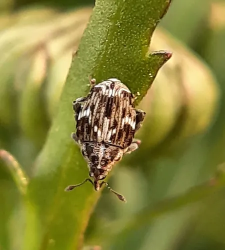 Microplontus campestris