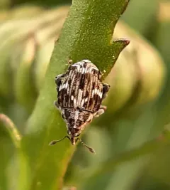 Microplontus campestris thumbnail 1