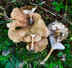 Infundibulicybe squamulosa thumbnail 3