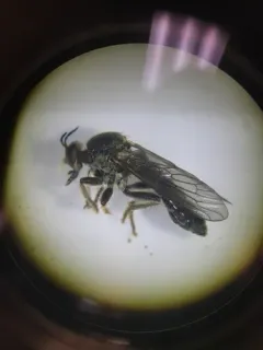 Echthodopa pubera thumbnail 2
