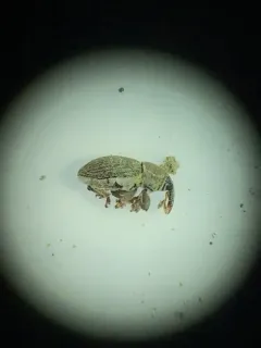 Red Clover Seed Weevil thumbnail 4