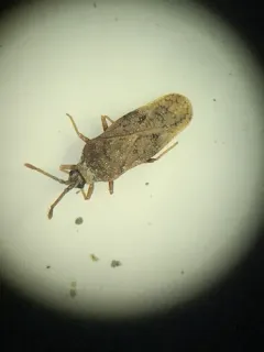 Fringetree Lace Bug thumbnail 2