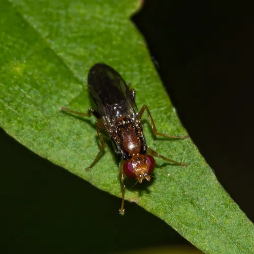 Chyliza apicalis