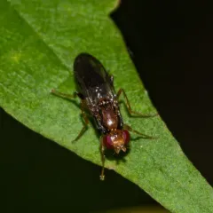 Chyliza apicalis thumbnail 1