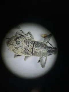 Imbricated Snout Beetle thumbnail 2