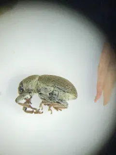 Sweet Clover Weevil thumbnail 4