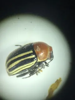 Bassareus lituratus thumbnail 3
